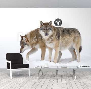 Bild på Two Grey wolves